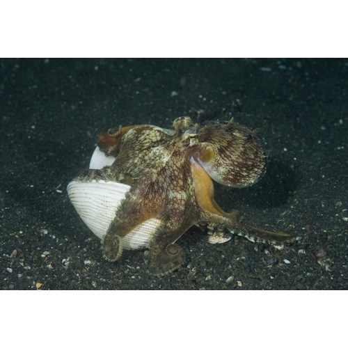 Indonesia A marginated octopus with shell